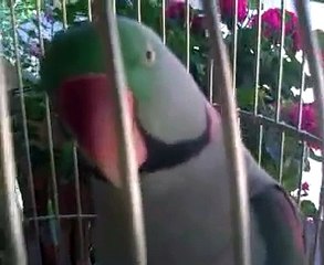 Marele Alexandru papagal vorbitor