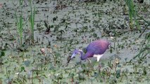 Tri Colored Heron Feathers in 2 Toned Purple Splendor! Pinckney Island National Wildlife Refuge