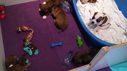 Portée de Koumal & Inna