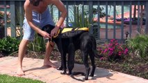 Dog Life Vest | Dog Life Jacket | See It In Action