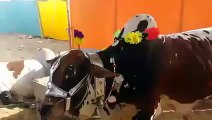 Cow voluntarily lays down to be slaug-htered after being asked by owner!