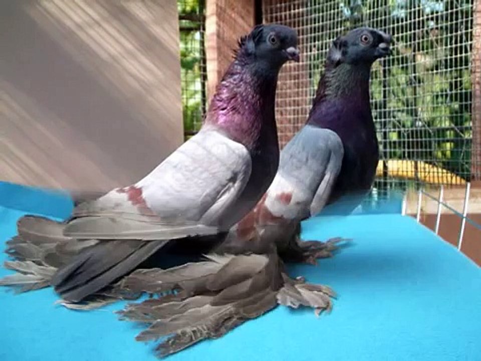 Мобильный симулятор голубя. Игровой голубы. Голубь из игры pigeon. Симулятор голубя 2. Игровые голуби.