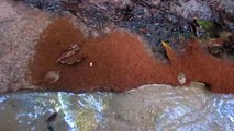 yellow crazy ants rafting on Wet Tropics creek, Australia