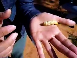 Eating a live Witchetty Grub - T