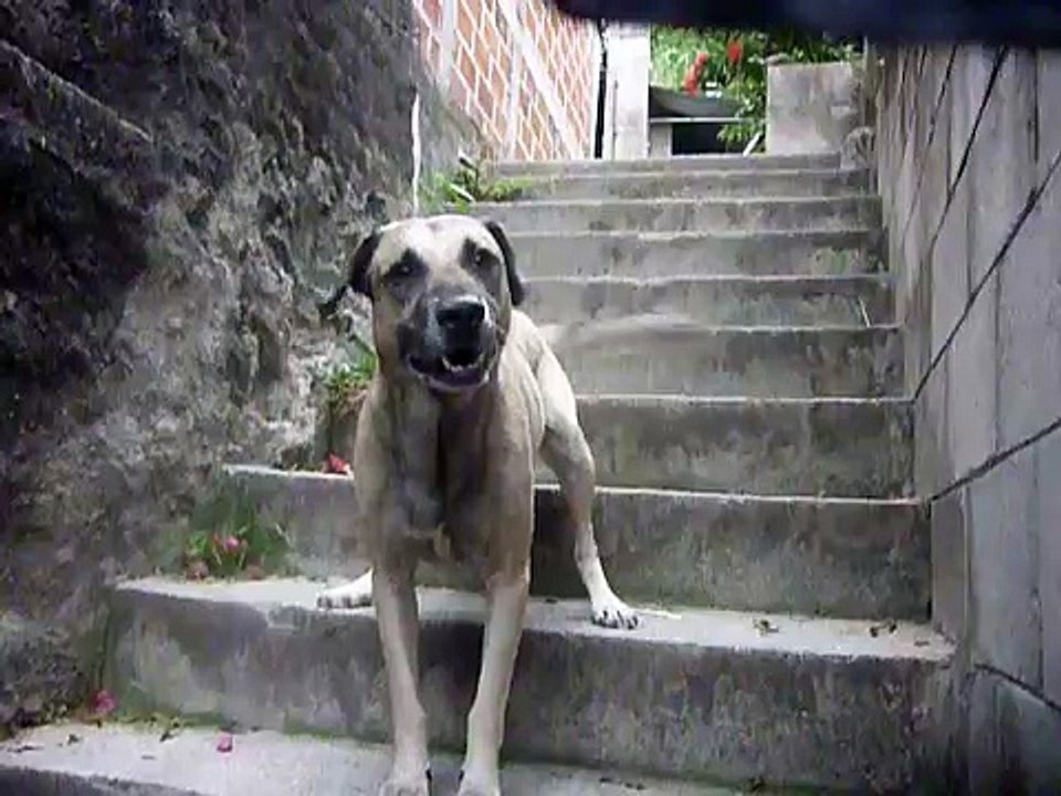 Amores perros amores verdaderos