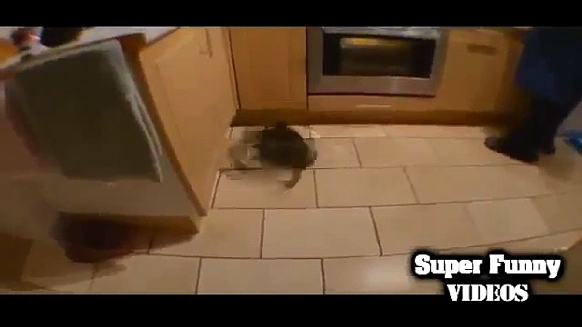 Funny cat - Funny cats videos - Funny cats compilation 2015 - Funny Animals Videos