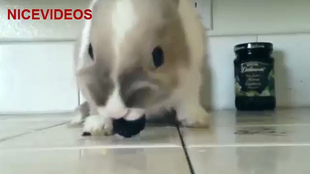 Rabbit eating BlackBerries