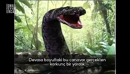CANAVAR YILAN TİTANOBOA   ! DÜNYANIN en büyük yılanı
