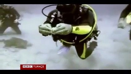 denizin dibinde yumurta kırarlarsa ne olur izleyin