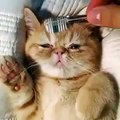 diş fırcası ile masaj yapılarak uyuyan kedi