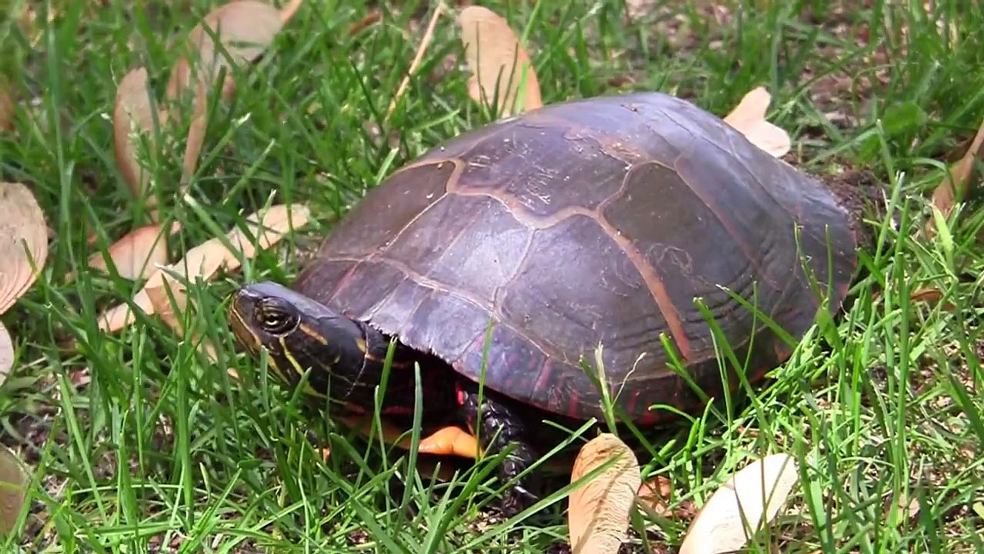 Wild Animals of Vermont! - 2015