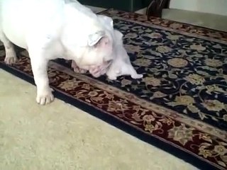Puppy talks back to his Mom!