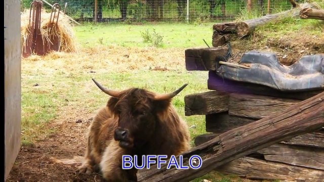 Animal Sounds: Real Animals - Names, Sounds, and Babies' Names