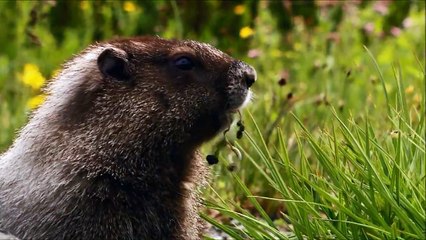 Kuch Tabiyat Hi Mili Thi Aisi