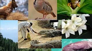 Pakistani National Animals and Plants