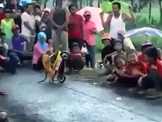 Funny Monkey Riding A Bike