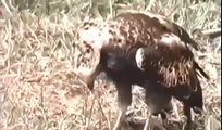 eagle vs king cobra best animals videos 2015 animals attack,lion vs anaconda