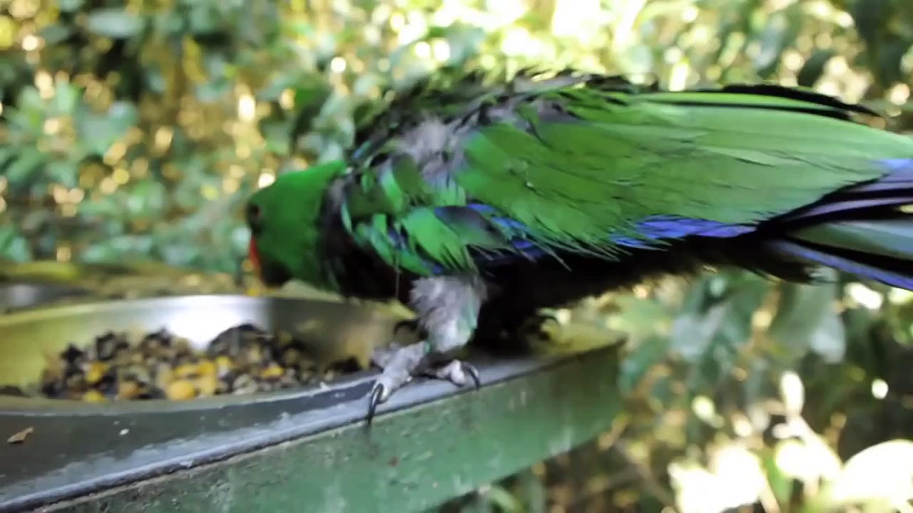 Funny Eclectus Parrot talks and Laughs with a Dove