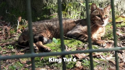 January's Big Cat Birthdays