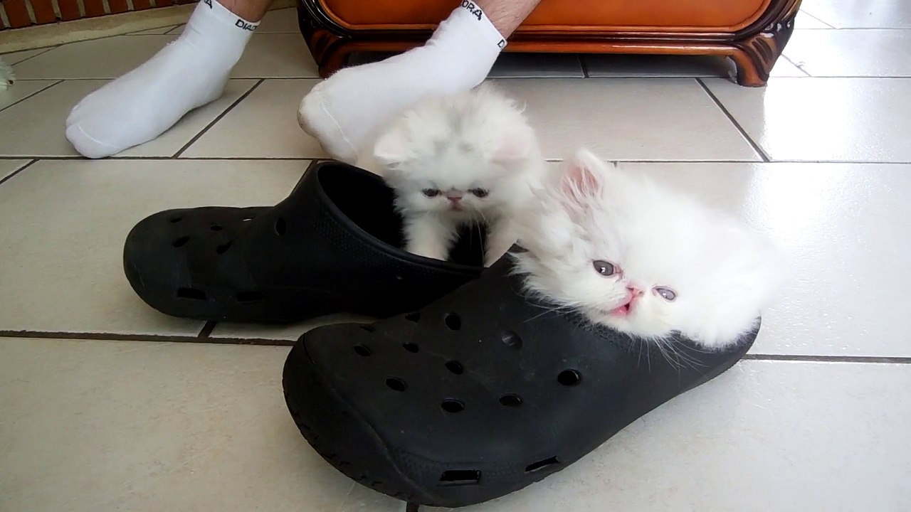 Lova et Laya   1 mois et demi