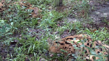 Feeding Time With The June Birthday Big Cats