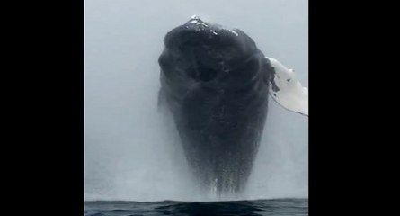 Saut baleine à bosse