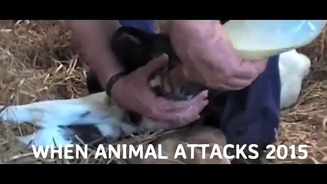 Strange Creatures and Cryptid Caught on Tape Unexplained Creatures 2015