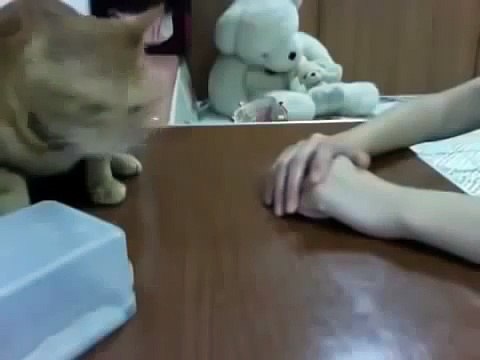 Вот это мозг у кота! Офигеть просто!!!