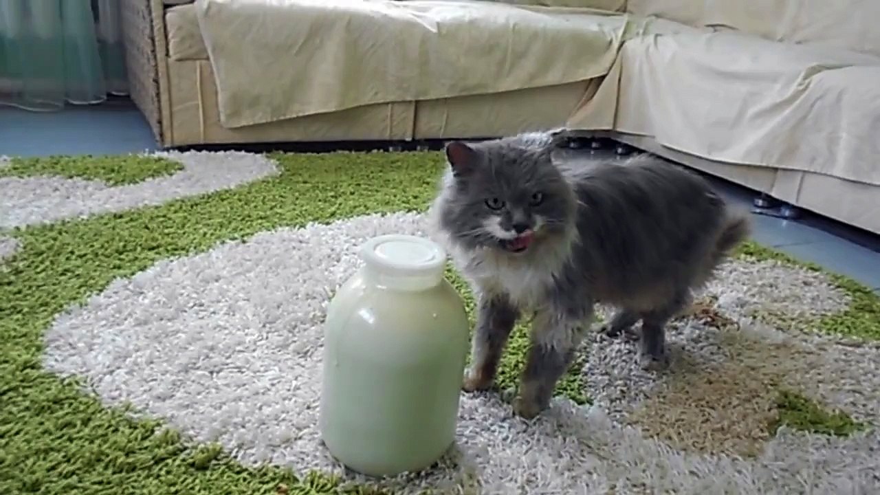 Кот открывает банку !!!