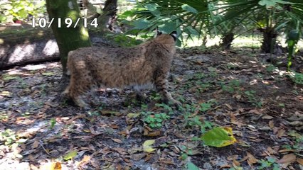 Little Feather Gets K Laser Treatments