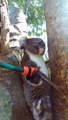 Koala drinking water from hose while holding it
