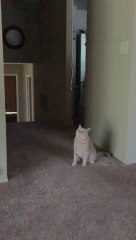 repost of reposted cat