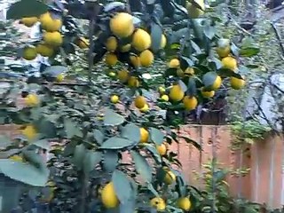 LİMON FİDANİ MAYER LİMON SAKSİDA LİMON http://youtu.be/CuKbNrULbPg