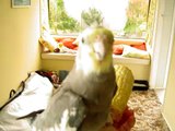 whistling talking cockatiel