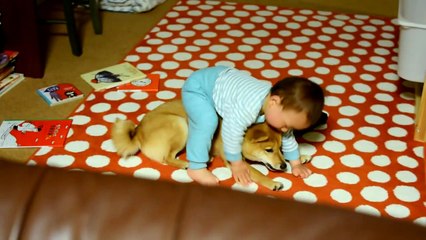 柴犬ゴン太とふみ君30 愛情表現が下手な1歳児 Shiba Inu & Baby