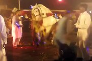 Beautiful horse dance in wedding 2014