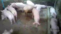 pig games peppa pig   pig farming   Agriculture pig   Khmer pig   pig games pepp