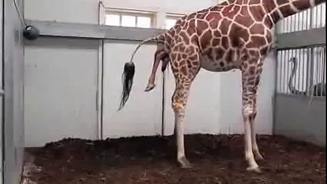 ANIMALS GIVING BIRTH birth of a baby giraffe | Baby animals | baby animals