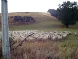 Sheep Herding in New Zealand - Feb. 2013