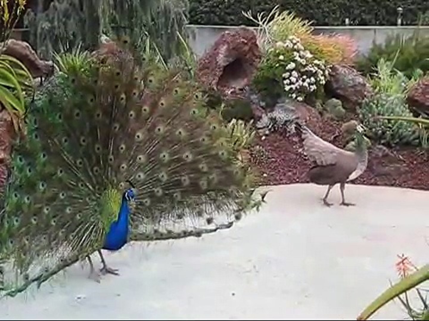 Peacock and Peahen Display