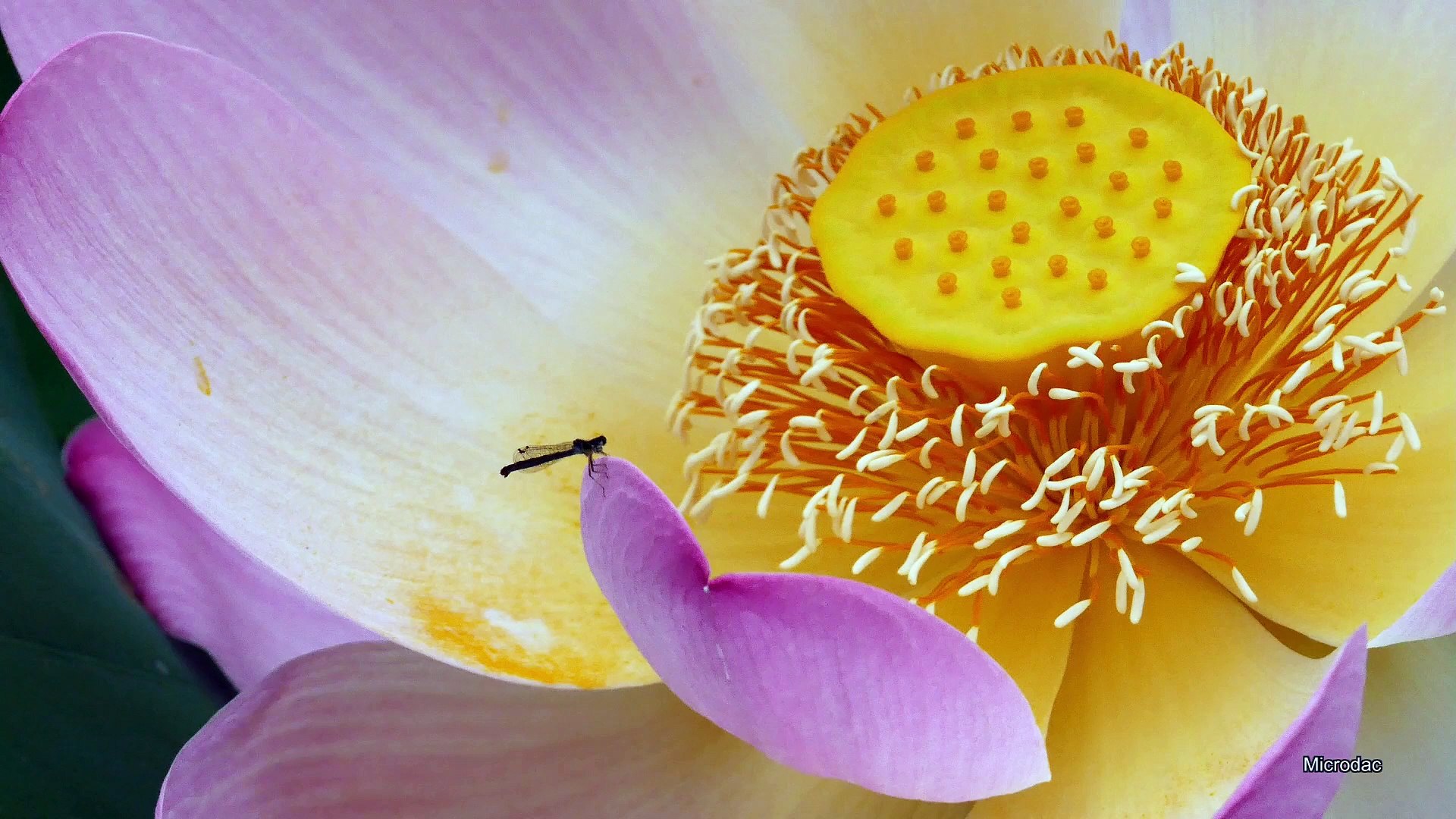 Dragonfly on a Lotus flower.