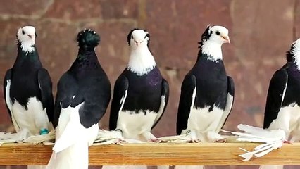 Голуби К. Черные и красные акуши.  Продолжение №3 (TAJIKISTAN) 2015