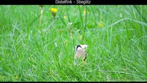Distelfink / Stieglitz mit Gesang - European goldfinch singing - Carduelis carduelis (1080p HD)