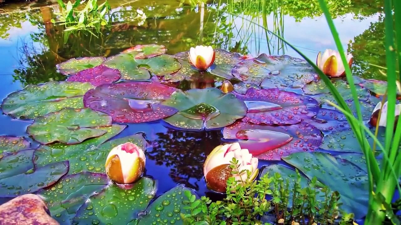 لون الماء   موسيقى التفاؤل   موسيقى هادئة   موسيقى تحفيزية water colours