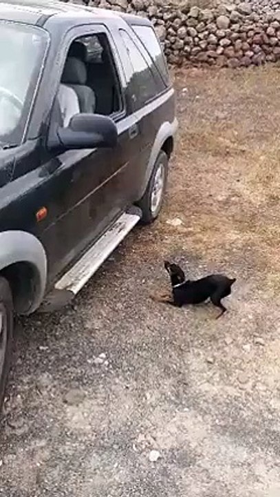 Pincher entra por la ventana de un coche... ¡SALTANDO!