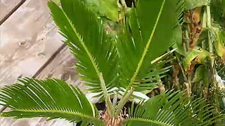 cycad time lapse - new fronds growing on cycas revoluta
