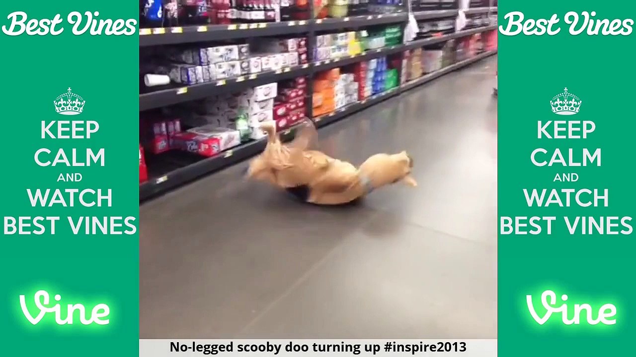 Nick Santonastasso - Vines August/2015