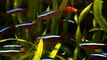 Cardinals - Red Neon tetras in planted tank