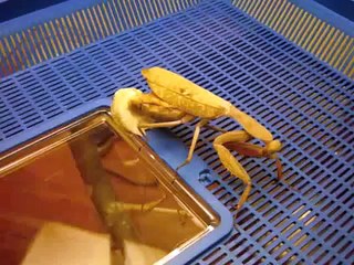 Praying Mantis Laying Ootheca