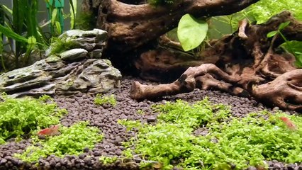 60 cm planted tank
